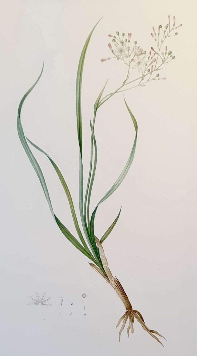 REDOUTE Pierre Joseph