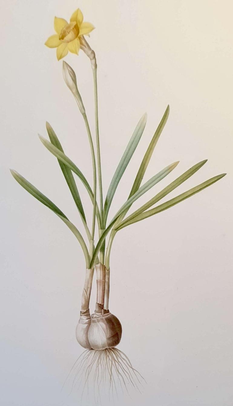 REDOUTE Pierre Joseph