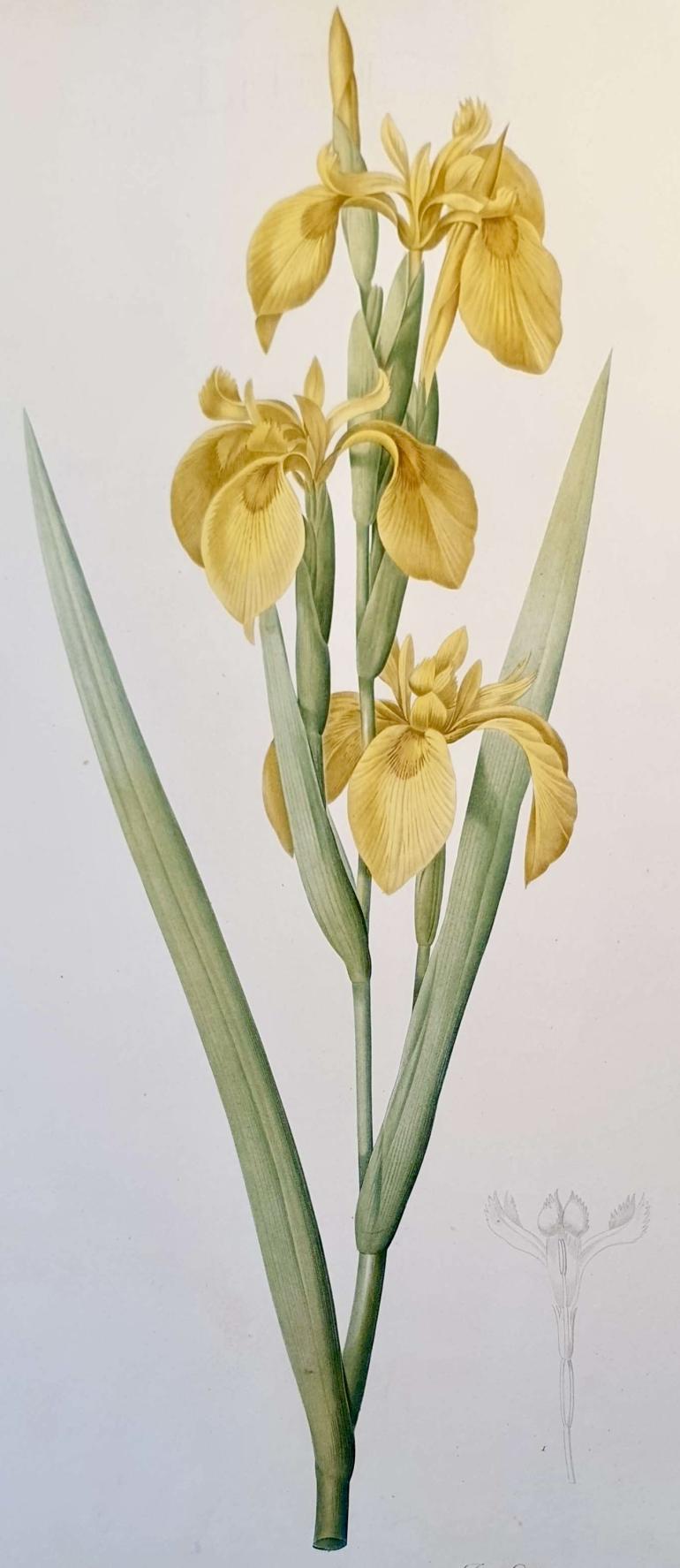 REDOUTE Pierre Joseph