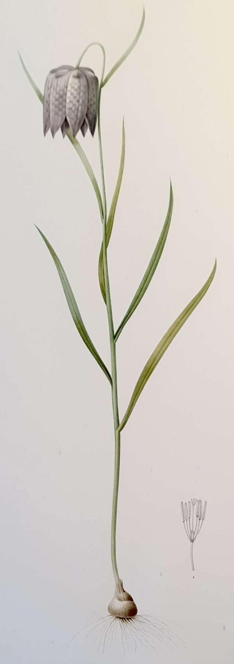 REDOUTE Pierre Joseph