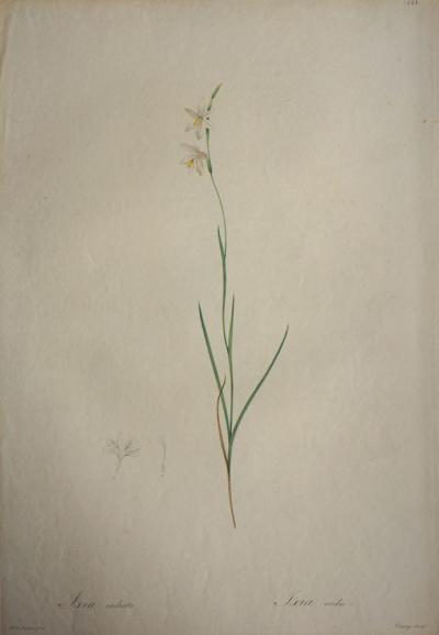 REDOUTE Pierre Joseph