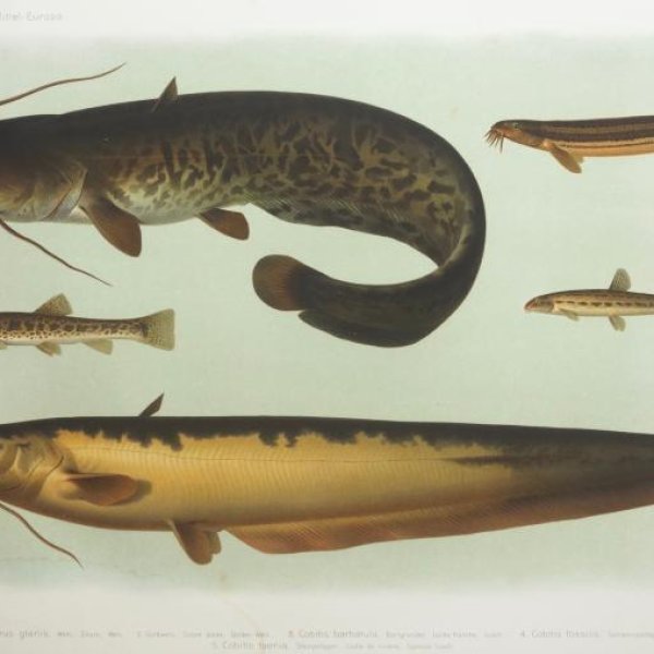 ENGELMANN Theodor Wilhem