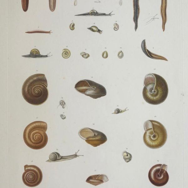 SCHMELZ Charles Simon Guillaume