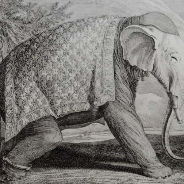 RIDINGER Martin Elias