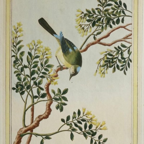 BUC'HOZ Pierre-Joseph