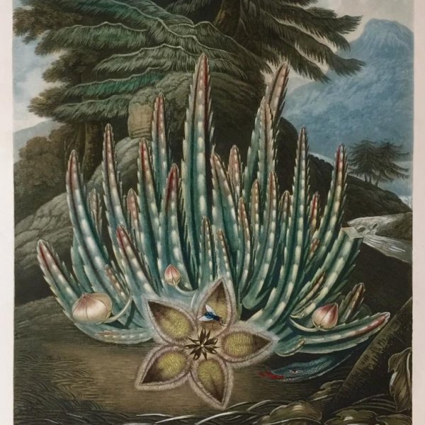 STADLER Joseph Constantine