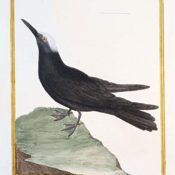 MARTINET, François Nicolas