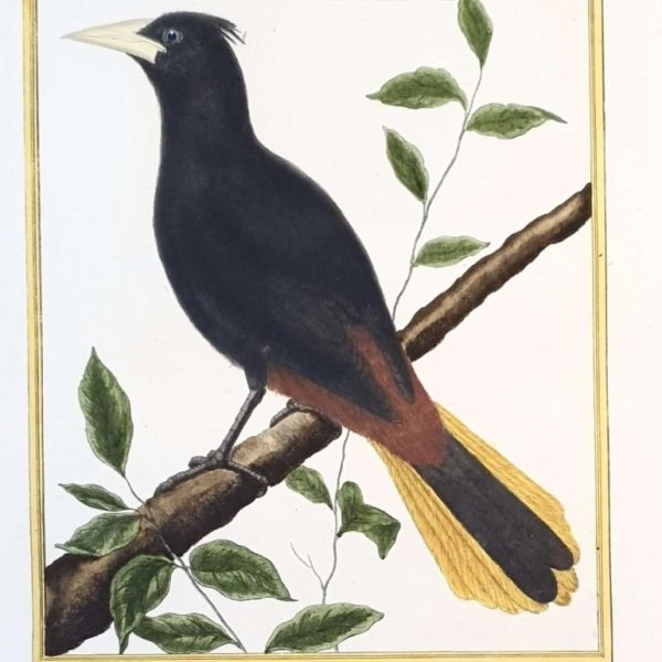 MARTINET, François Nicolas