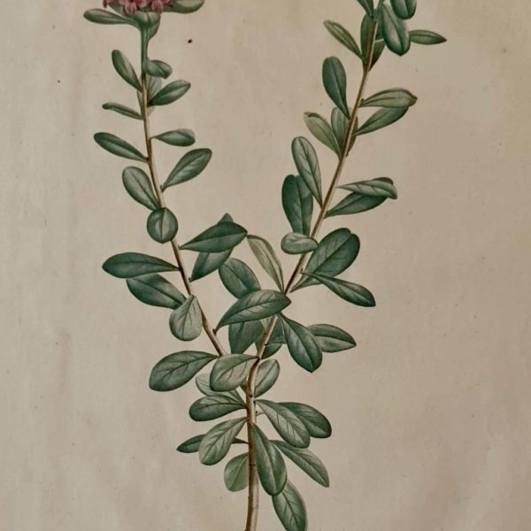 REDOUTE Pierre Joseph