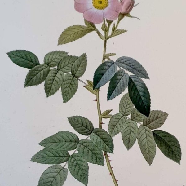 REDOUTE Pierre Joseph