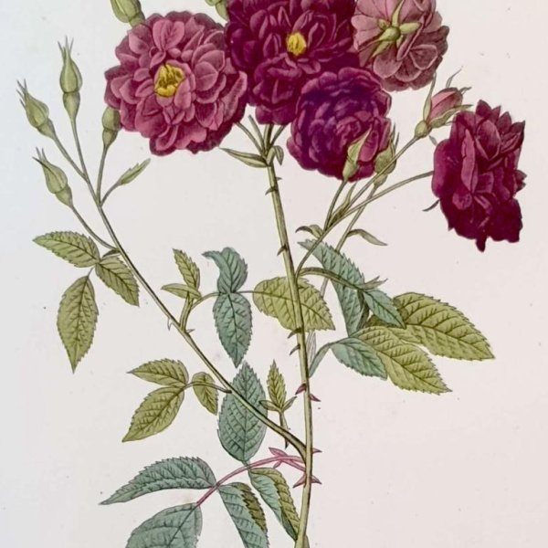 REDOUTE Pierre Joseph