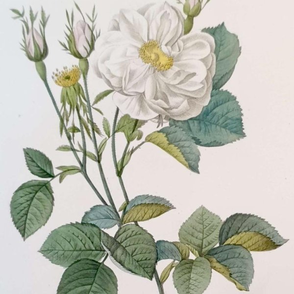 REDOUTE Pierre Joseph