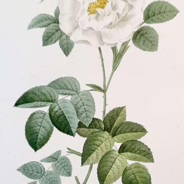 REDOUTE Pierre Joseph