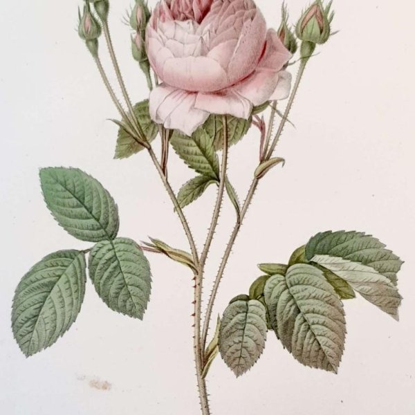 REDOUTE Pierre Joseph