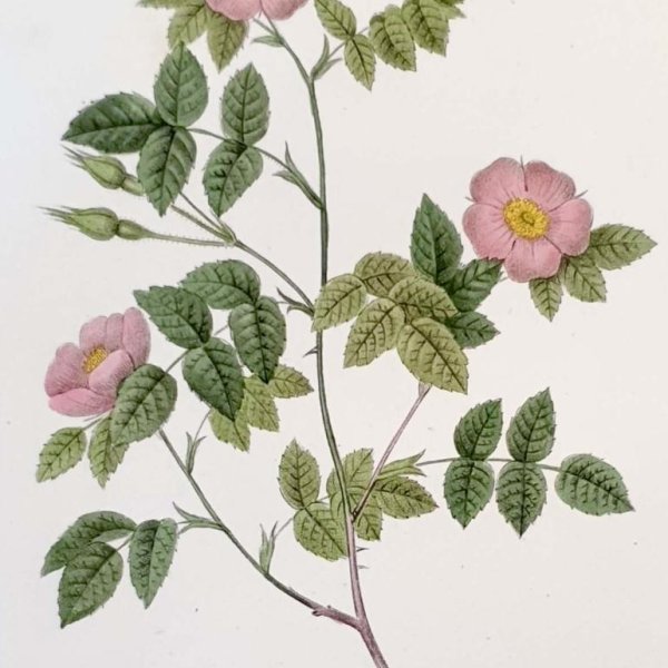 REDOUTE Pierre Joseph