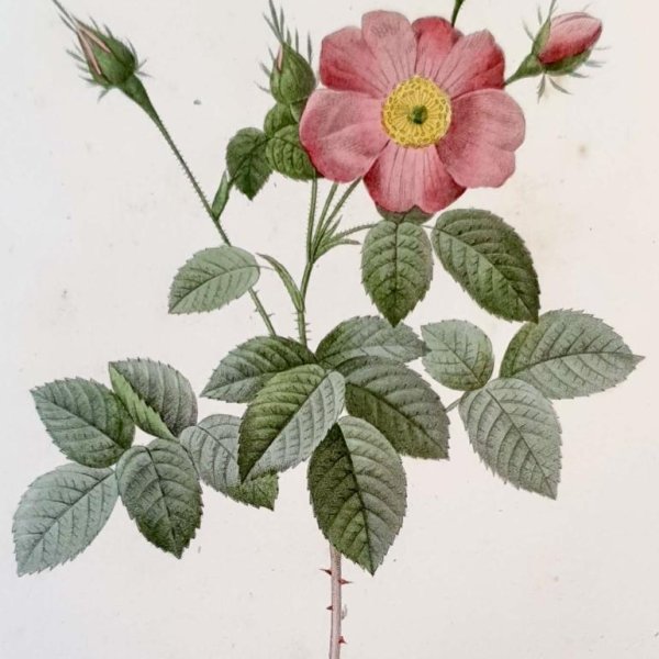 REDOUTE Pierre Joseph