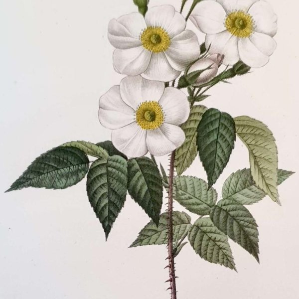 REDOUTE Pierre Joseph