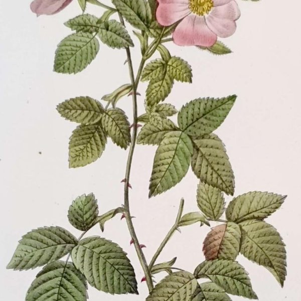 REDOUTE Pierre Joseph