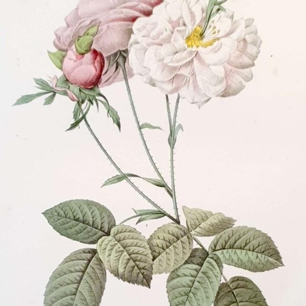 REDOUTE Pierre Joseph