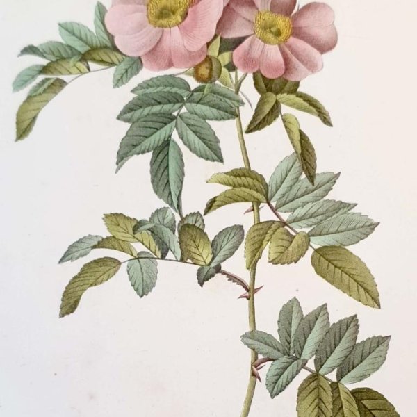 REDOUTE Pierre Joseph