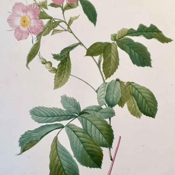 REDOUTE Pierre Joseph