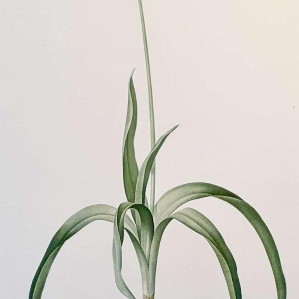 REDOUTE Pierre Joseph