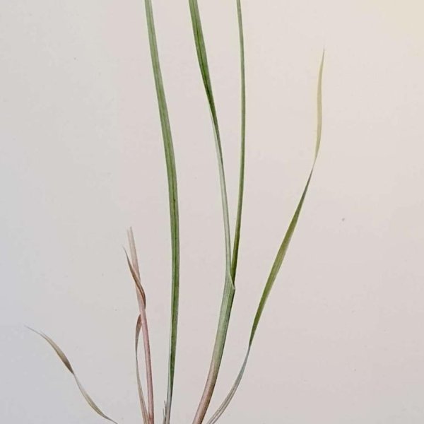 REDOUTE Pierre Joseph