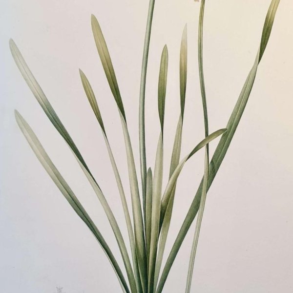 REDOUTE Pierre Joseph