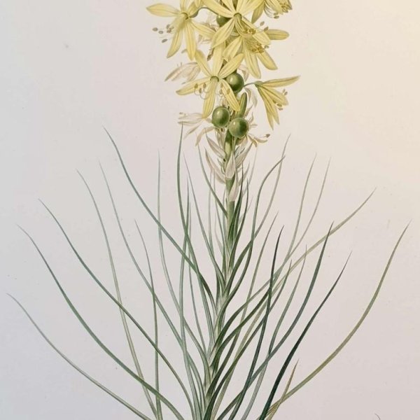 REDOUTE Pierre Joseph