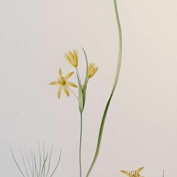 REDOUTE Pierre Joseph