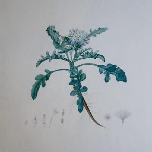 REDOUTE Pierre Joseph