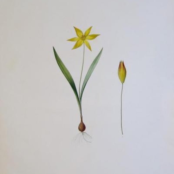 REDOUTE Pierre Joseph