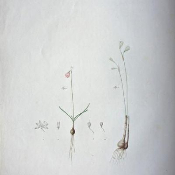 REDOUTE Pierre Joseph