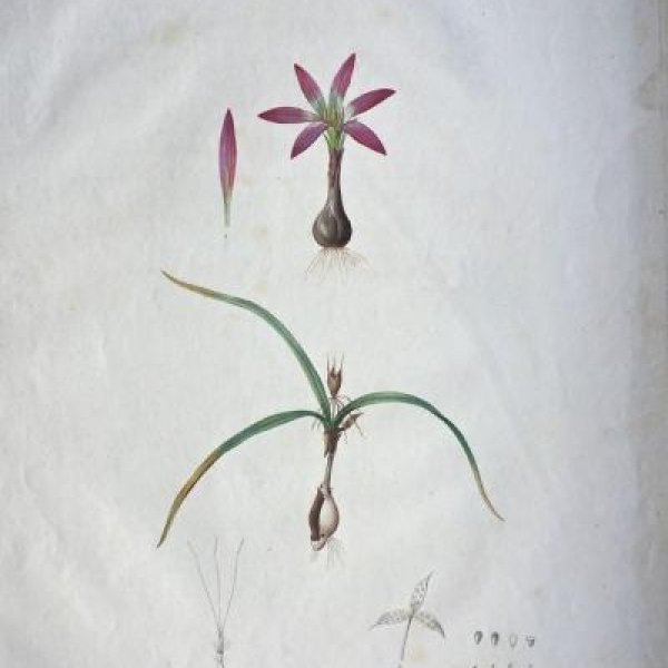 REDOUTE Pierre Joseph