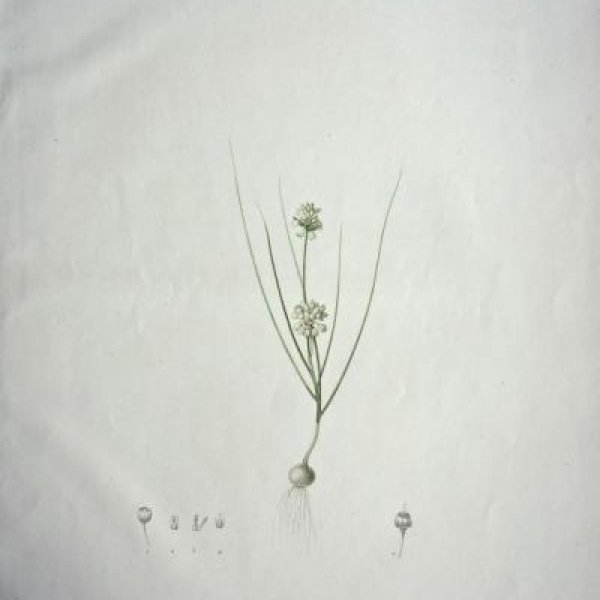 REDOUTE Pierre Joseph