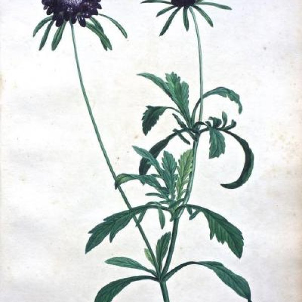 REDOUTE Pierre Joseph