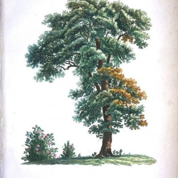 REDOUTE Pierre Joseph