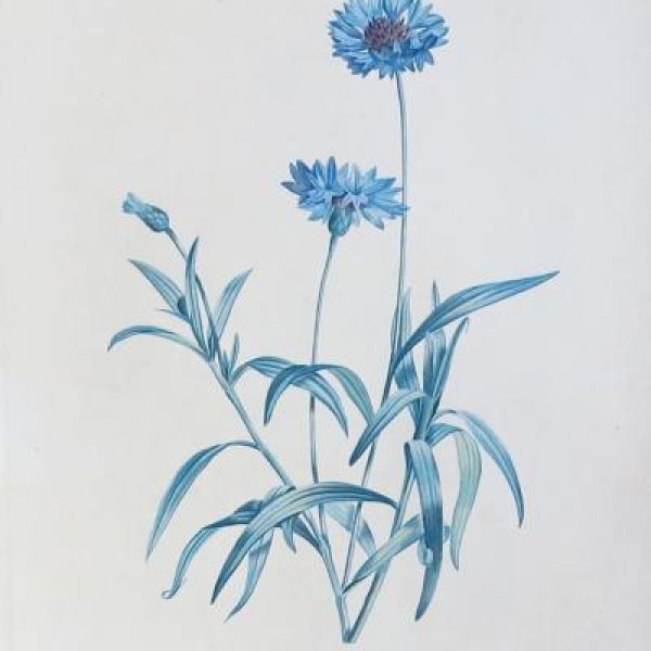 REDOUTE Pierre Joseph