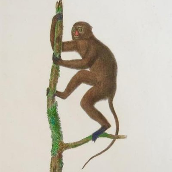 AUDEBERT Jean-Baptiste