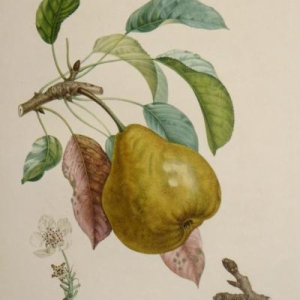 POITEAU Pierre-Antoine