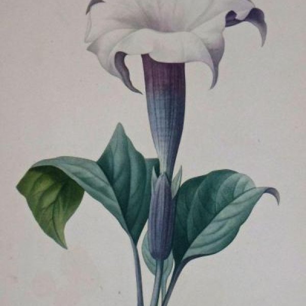 REDOUTE Pierre Joseph