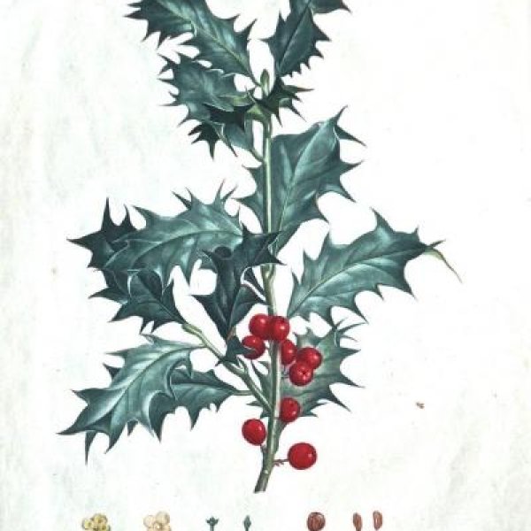 REDOUTE Pierre Joseph