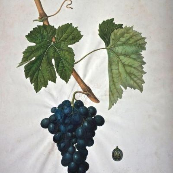 NODE-ST-ANGE Charles