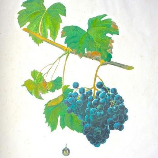 NODE-ST-ANGE Charles