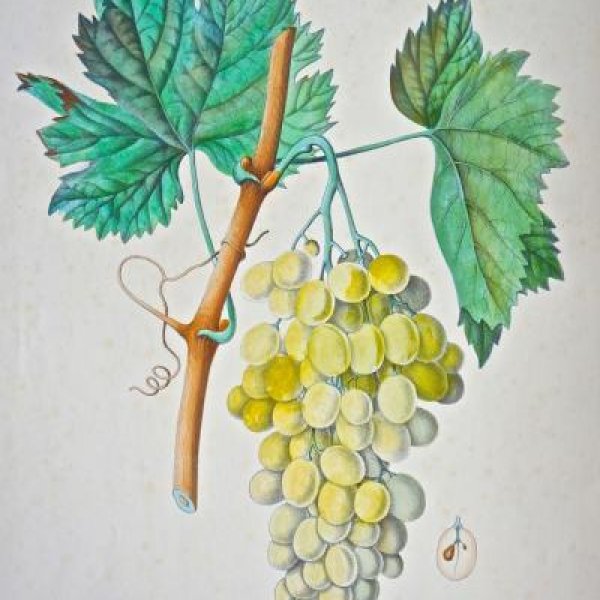 NODE-ST-ANGE Charles