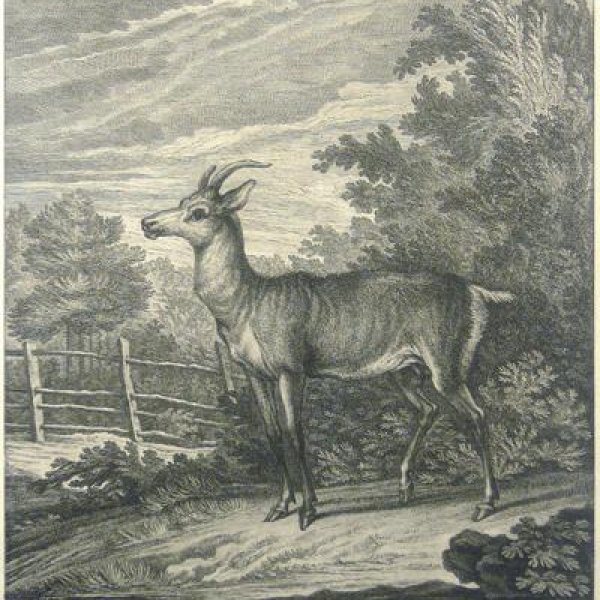 RIDINGER Martin Elias