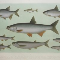 ENGELMANN Theodor Wilhem